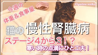 猫の慢性腎臓病 腎不全 ステージ4から3へ 寒い時の点滴にもひと工夫を！