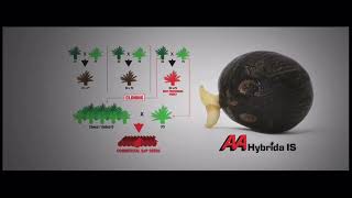 AA Hybrida 1s สายพันธุ์แห่งอนาคต