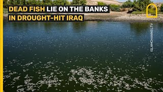 Dead fish lie on the banks in drought-hit Iraq