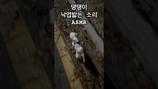 가을이다아🍂 댕댕이 낙엽밟는소리🐶 #강아지 #댕댕이 #말티즈 #두부 #가을 #낙엽