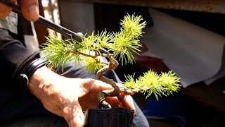 Making a bonsai tree using Japanese white pine