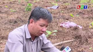 Smart Agriculture - Kỹ thuật trồng thâm canh cây chuối nuôi cấy mô