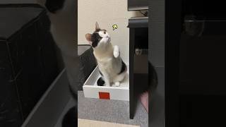 爪やすりが気になる三毛猫　Calico cat is curious about nail files