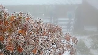 道内急冷　冬の便り　旭岳、黒岳で初雪