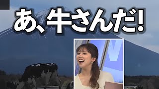 牛を見つけたお天気お姉さん。お口で「パクッ」としてしまう…草。【小林李衣奈】