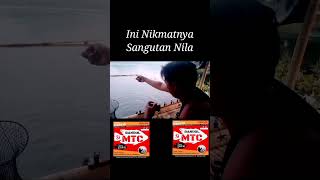 Nikmatnya mancing saat di sangut #mancing #mancingikannila #mancingjatiluhur #Bandulsimtc