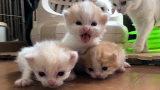 【子猫 マンチカン】夢リンベビーズ産まれました🎉