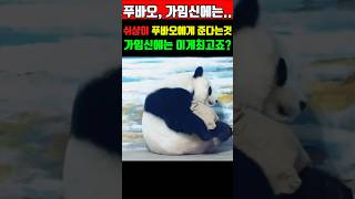 푸바오 가임신으로 힘들어 하자 쉬샹이 준다는 것?! 이걸로 되면 눈병은? #푸바오근황