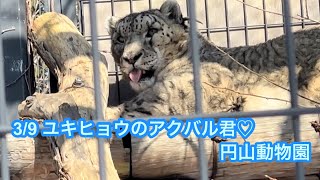 3/9 円山動物園 ユキヒョウのアクバル君♡