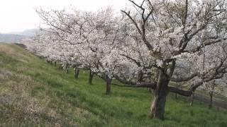 新潟県　大河津分水の桜