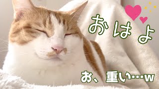 朝目覚めたら可愛い猫が重石のように乗って甘えてた…w【布団の上で甘える茶白猫】