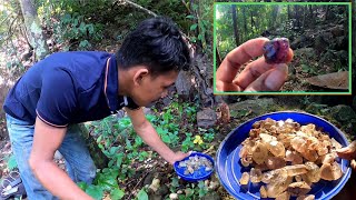 Go pick diamonds in the forest ទៅរើសត្បូង ក្នុងព្រៃភ្នំ