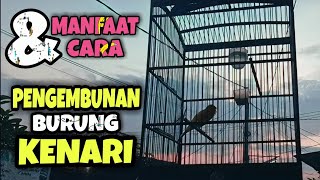 Manfaat \u0026 Cara Pengembunan Burung Kenari