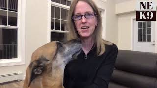 Dog Treadmills Reconsidered with Dr. Erica!