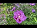 lavender chiffon rose of sharon garden crossings