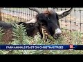 Donated Christmas trees now treats for goats, sheep