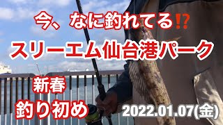 スリーエム仙台港パーク　今、なに釣れてる⁉️ イソメチョイ投げ　サビキ釣り　泳がせ釣り　アイナメ　仙台港釣り　宮城県釣り　新春