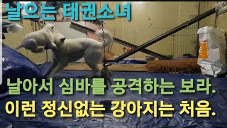 B33 보라야 정신이 하나도 없어 ㅠㅠ 정신 좀 차려 (들개보라와 투견심바 이야기) best korean dog jindo