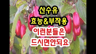 산수유효능과 부작용 잘 알고 드셔야해요~