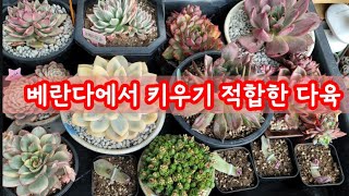 배란다에서 키우기 적합한 다육을 골라왔어요~  금다육이, 코노들, 향기가 좋은 다육이들 챙겨왔습니다~