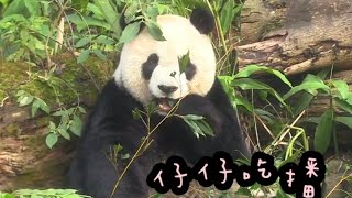 圓仔戶外吃播很認真，圓仔姐姐好漂亮|熊貓貓熊The Giant Panda Yuan Yuan and Yuan Bao|台北市立動物園