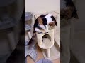 三毛猫パンクとキジトラうまこ メインクーン きじとら cat cute