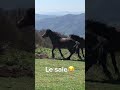 on a rencontré un troupeau de chevaux sauvages dans la drome