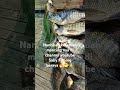 Nantikan keseruan full video nya di channel youtube saby Fishing 🔥🔥