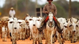 CCB Testemunho - O fazendeiro coração duro que maltratava os crentes