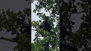 Cute but noisy SIAMANG GIBBON in a tree.Apes Monkeys Funny animals Subscribe for more.