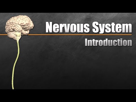 Why is the nervous system the most important body system?