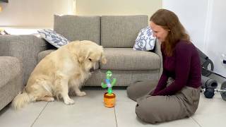 Dog Reacts to Talking Dancing Cactus Toy | Funny Reaction