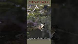 ニホンアカガエル2 / Japanese Brown Frog #shorts