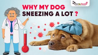 Why My Dog Sneezing? Dog Flu- Symptoms, Cause, Treatment |Pet Care Expert