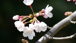 マイ スライドショー　大泉緑地の桜（２０１６年３月２２日）