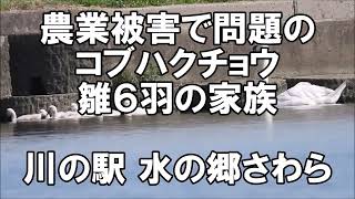 農業被害で話題のコブハクチョウ雛６羽　川の駅水郷の郷さわら