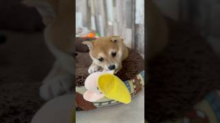 【豆柴犬】バナナ🍌のおもちゃで遊ぶ子犬ちゃん☺️💕