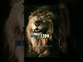 sigma rule status😎🔥😎~DarkLightsong ||#lionking ||#shorts ||#motivation ||#attitude ||#ytshortsindia