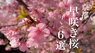 京都2022 早咲きの桜🌸名所6選  | 淀水路 | 一条戻橋 | 車折神社 | 清凉寺 | 法輪寺 | 平野神社 | 【Cherry blossoms】4K Touring Kyoto