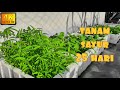 ✅ 25 HARI TANAM SAYUR KELILING RUMAH || MUDAH SANGAT