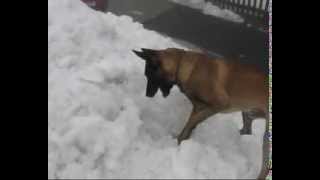 IPRK: Malinois Gryson Mi-Ji - avalanche training / lavinový výcvik