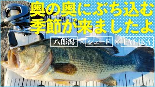 【八郎潟 バス釣り】ファットイカを奥の奥にぶち込む季節が来ましたよ！！ただし・・・