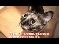 〈おもしろ猫動画〉だるまさんが転んだに興味ない猫　◇　cats not interested in hiding play