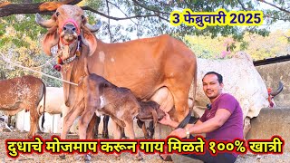 100% खात्रीशीर गिर गाय कुठे मिळतात येवढ्या स्वस्त?💥💫||Gir Cow in maharatara❤️💥|| ndian cow#millking