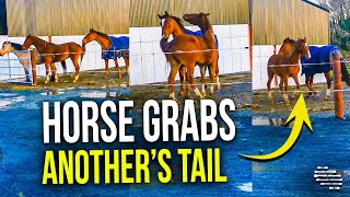 Playful Horse Grabs Another’s Tail While They Play With Each Other