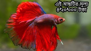 পৃথিবীর সবচেয়ে সুন্দর ও দামী ৫টি মাছ। Top 5 most beautiful and expensive fish in the world