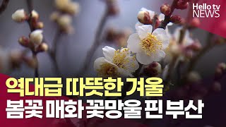 봄꽃 핀 부산, 따뜻한 겨울에 '역대급 한파?' ㅣ #헬로tv뉴스