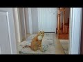 Sevimli Kedi videoları izle Top oynayan Kedi