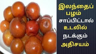 Elantha Palam Benefits in Tamil/Jujube fruit/Elanthai Pazham/இலந்தைப் பழம் ரகசியம்/ Health Tips