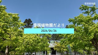 雪国植物園だより 2024/04/26